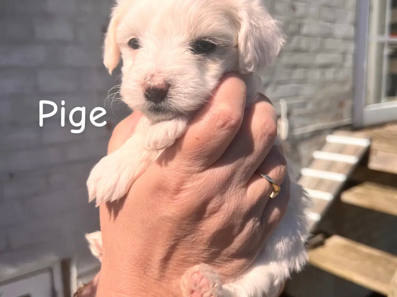 Billede 7 - Maltipoo med papillion 