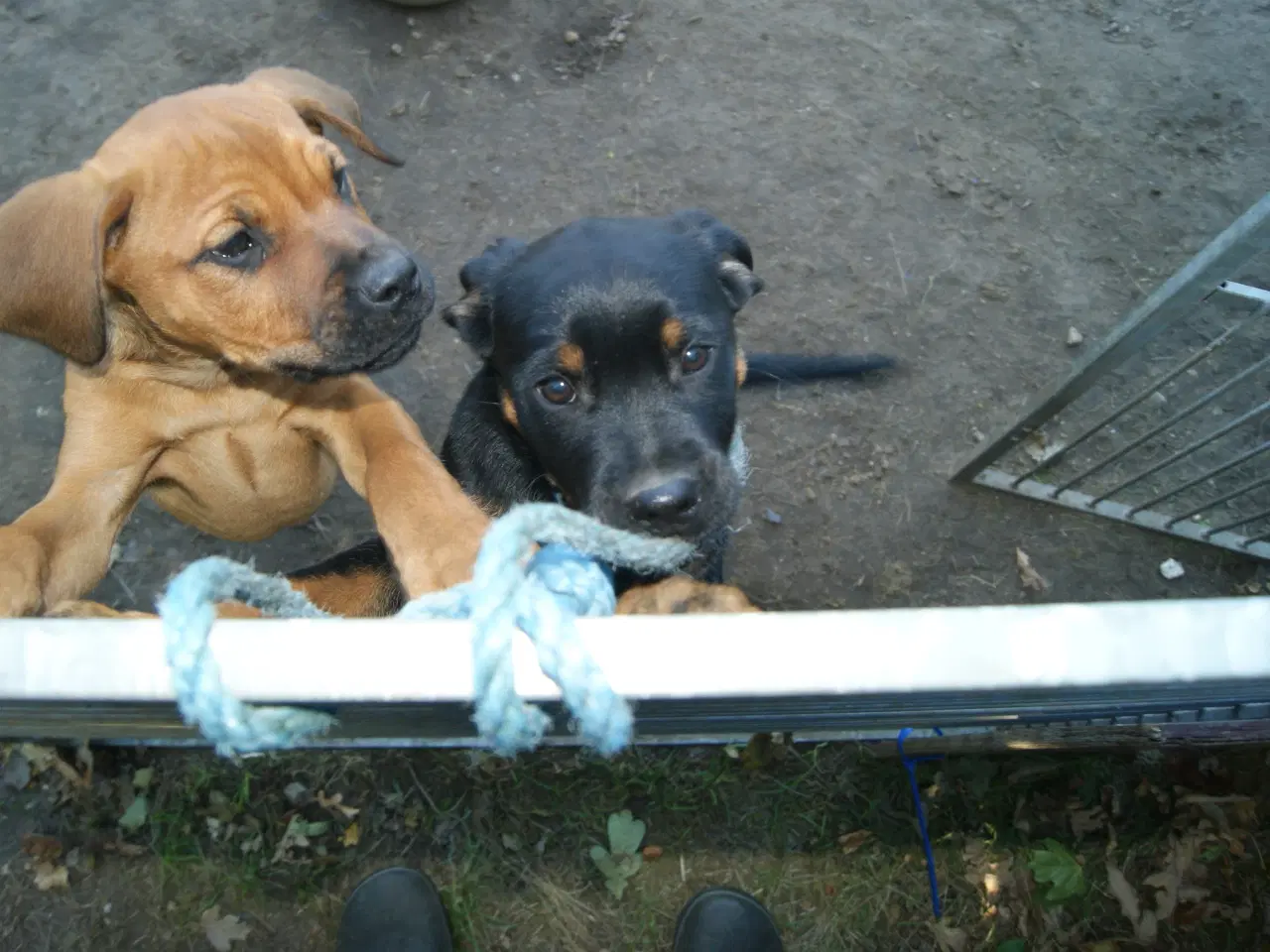 Billede 4 - 3 livlige og friske Cane Corso/ Rottweiler Hvalpe.
