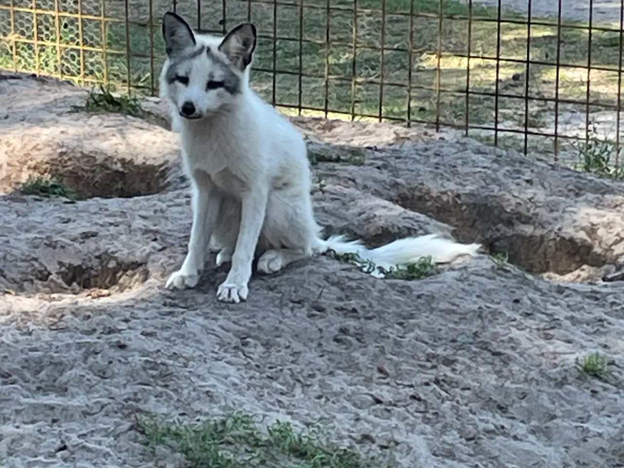 Billede 1 - Ræve hvalpe (vulpes vulpes) 