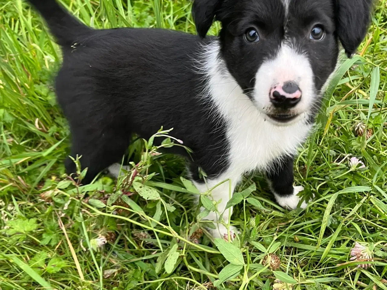 Billede 5 - Border Collie hvalpe