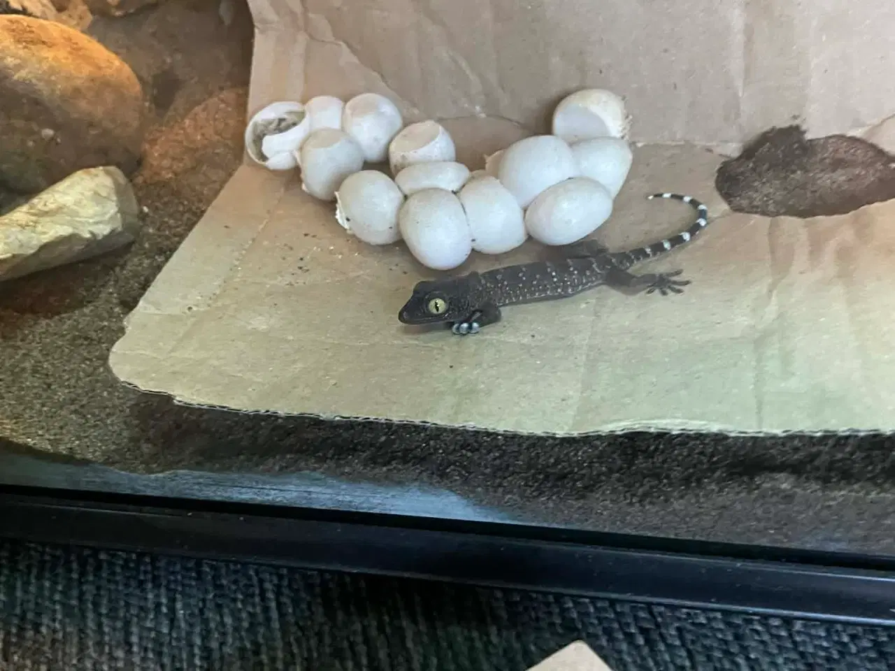 Billede 6 - Gekko unger af Tokay gekko 