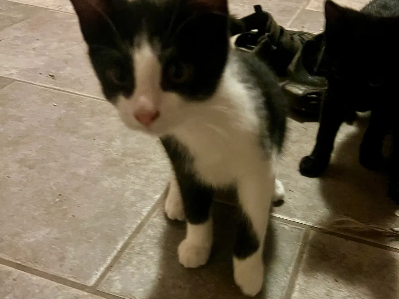 Billede 4 - Killinger gives væk