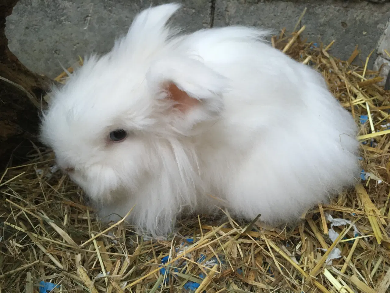 Billede 1 - Olaf ( KASTRERET ) søger kærligt hjem