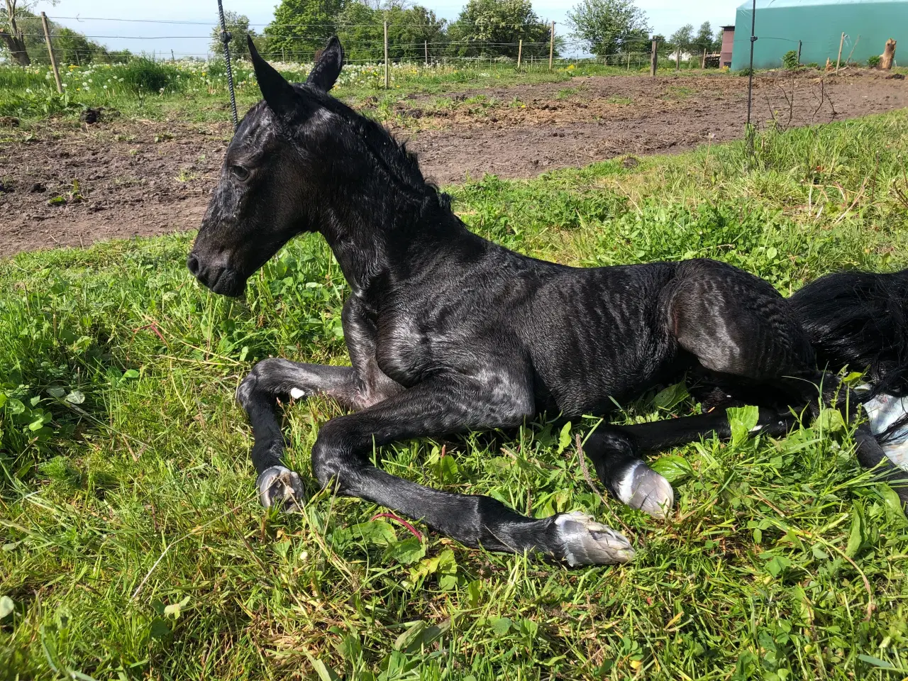 Billede 9 - Hest