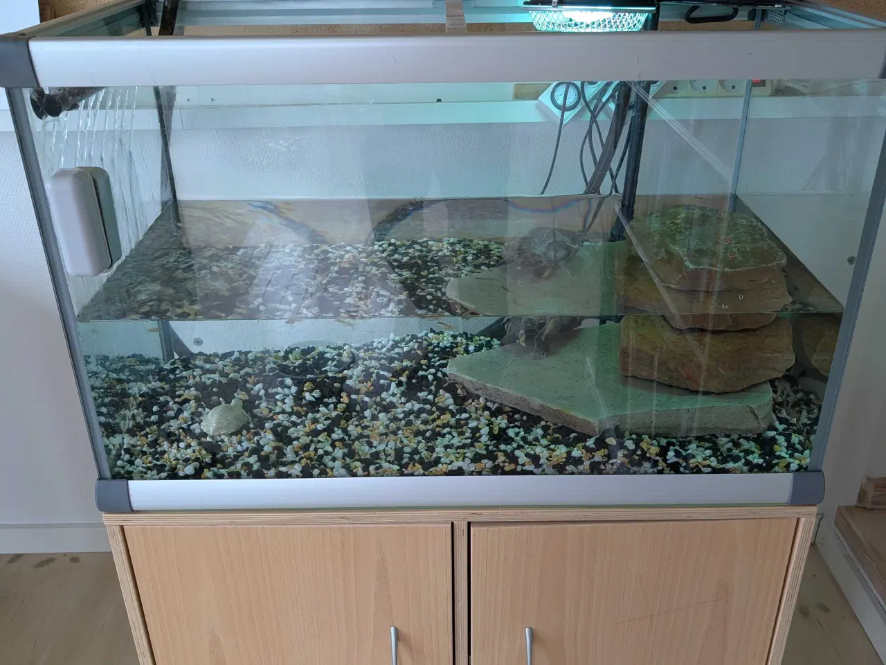 Billede 4 - Sumpskildpadde med akvarium 