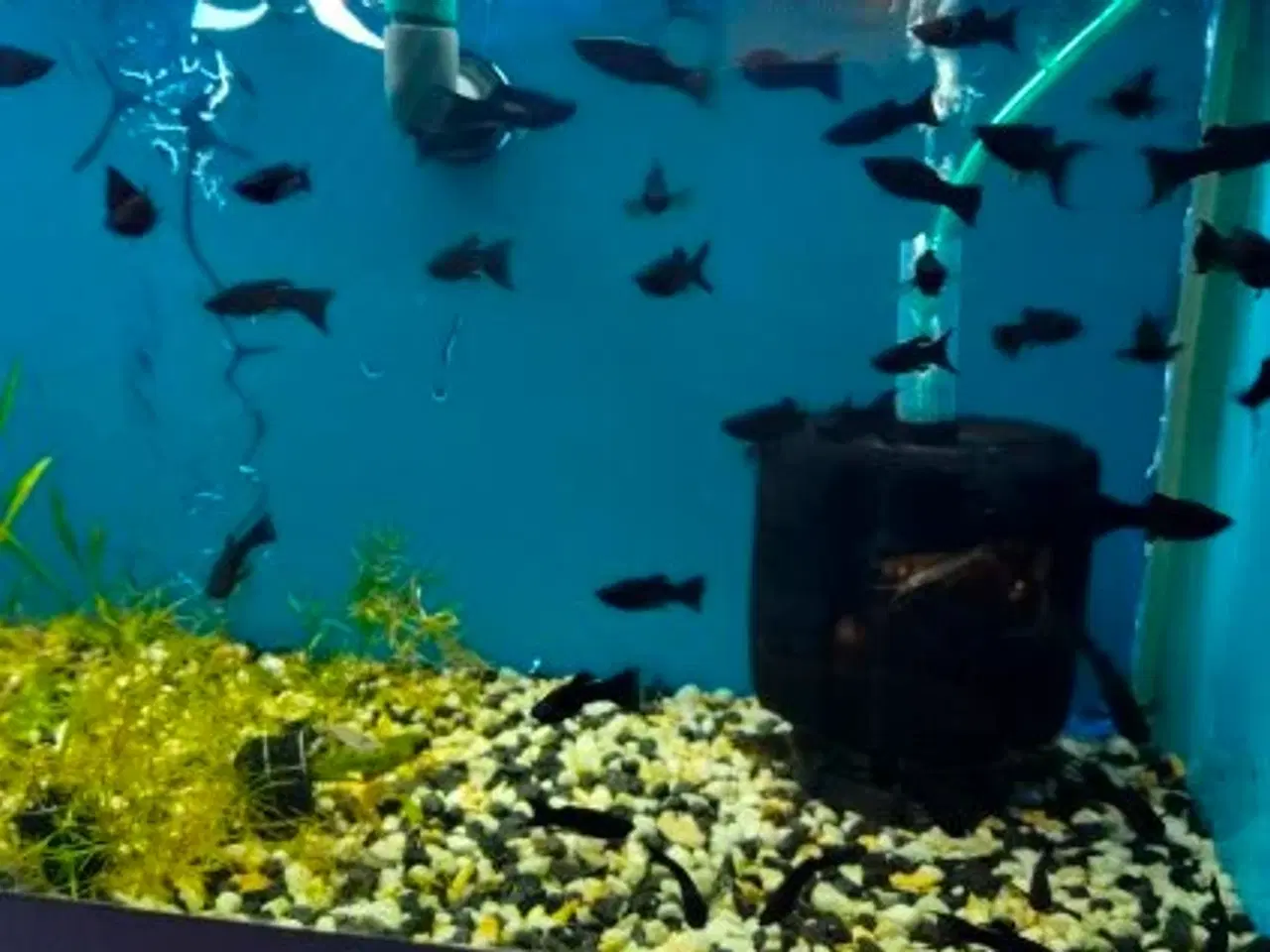 Billede 3 - 🖤🐠 SORTE MOLLY TIL SALG 🐠🖤