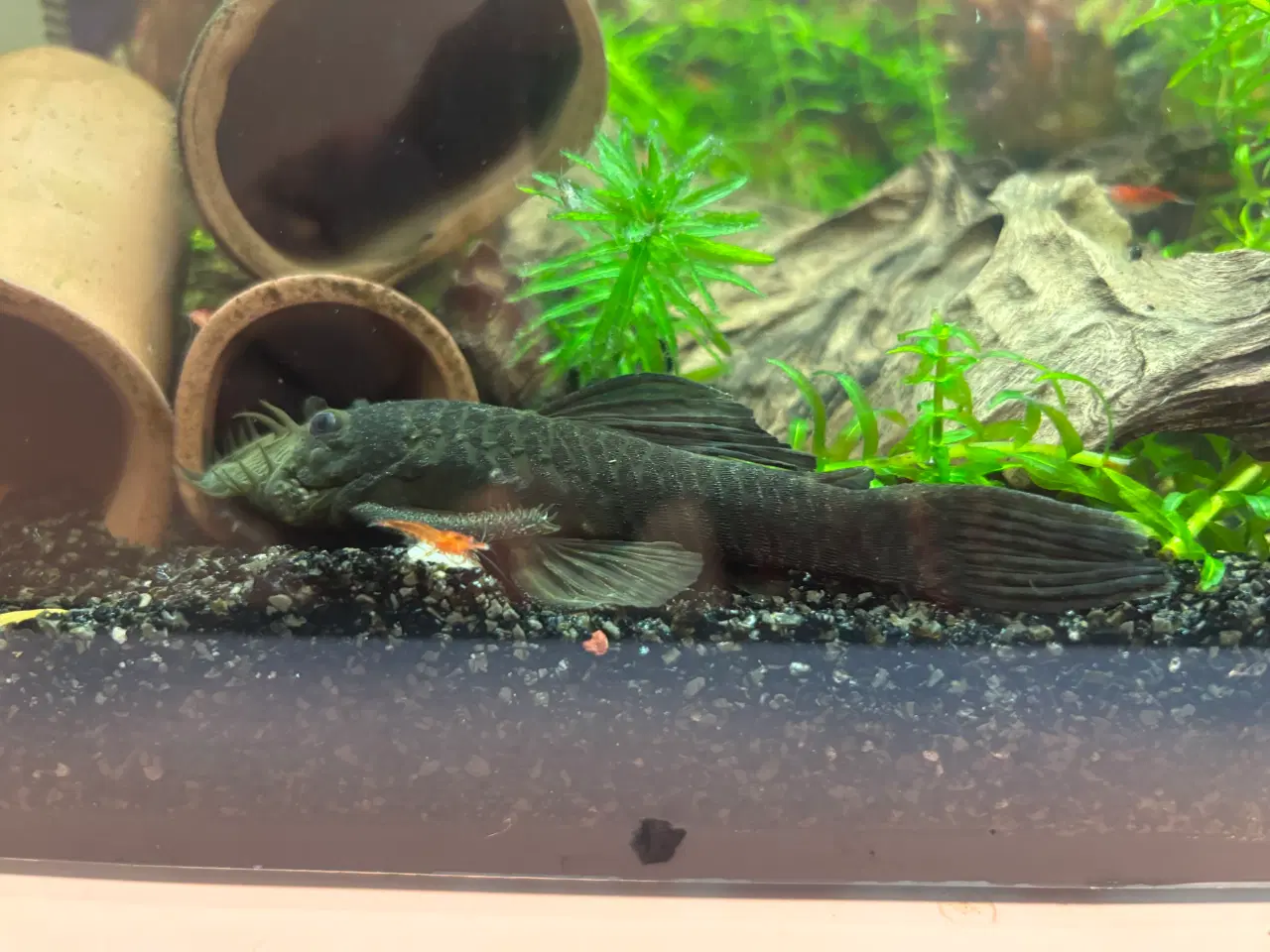 Billede 1 - Sugemaller