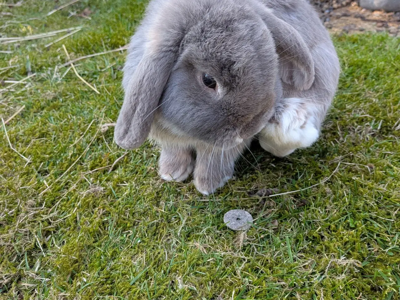 Billede 1 - Sød og tam minilop hankanin