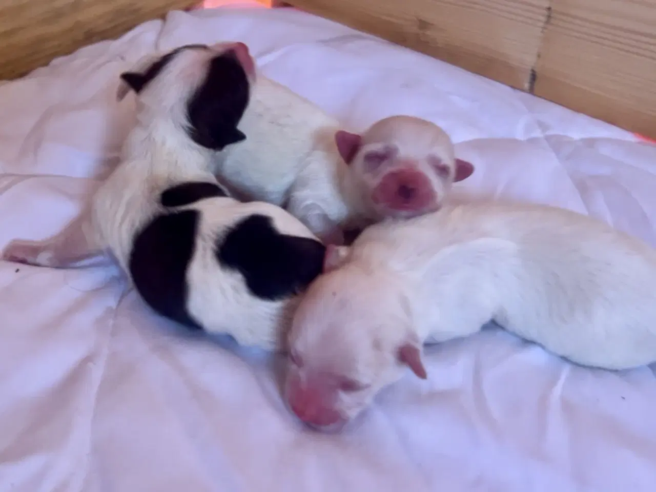 Billede 2 - Små allergivenlige blandingshvalpe