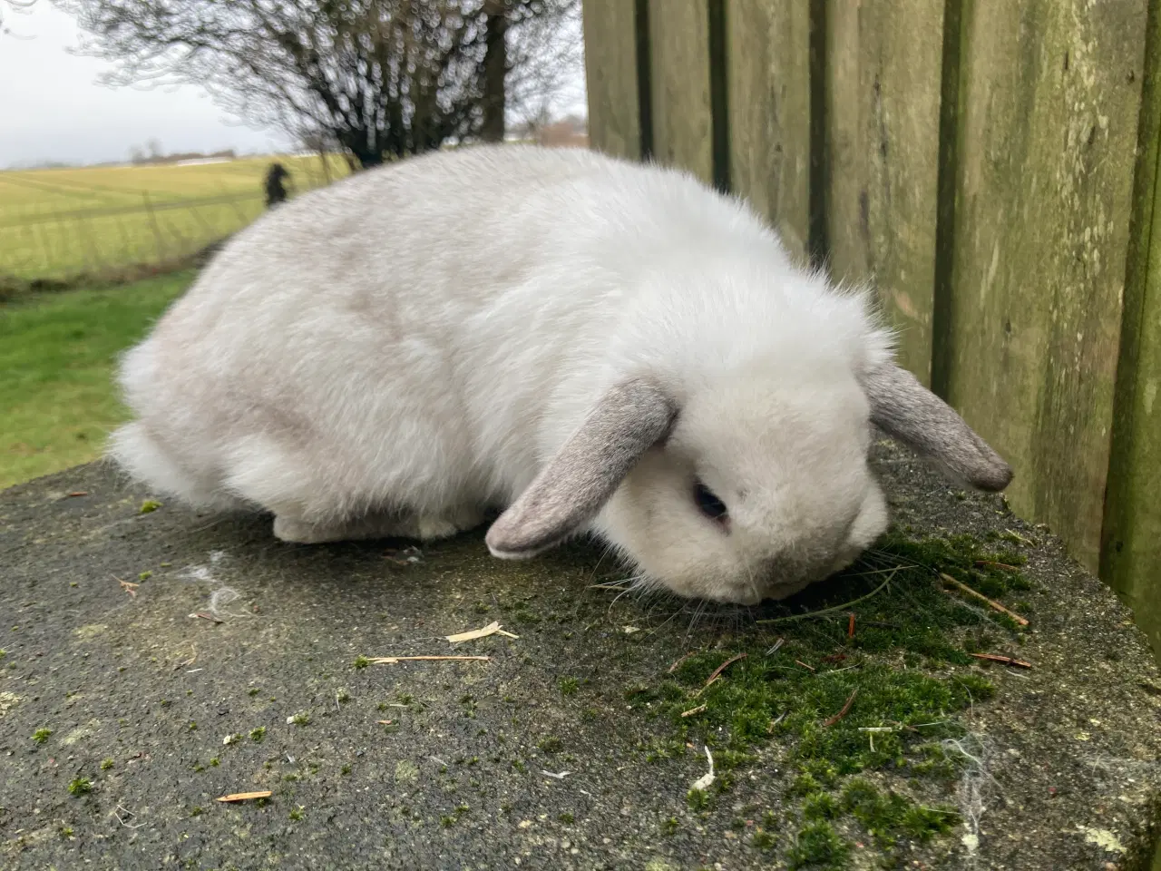 Billede 3 - Ægte Minilop Pige