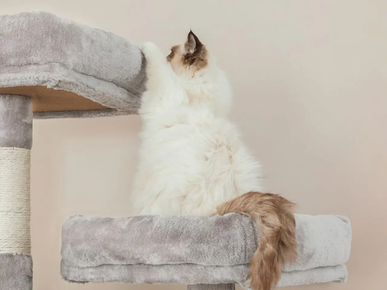 Billede 6 - Klatretræ til kat – FEANDREA, 206 cm høj med 13 kradsepæle, rampe, 2 udkigsplatforme og 2 huler, kurv, hængekøje og pomponer, lysegrå