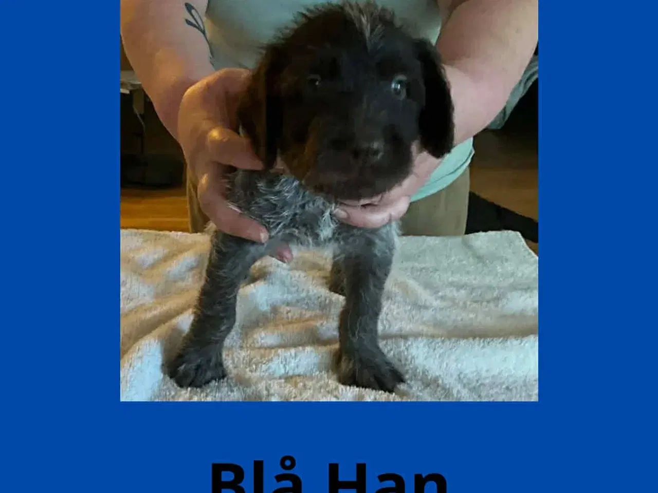 Billede 5 - Ruhåret hønsehunde hvalpe