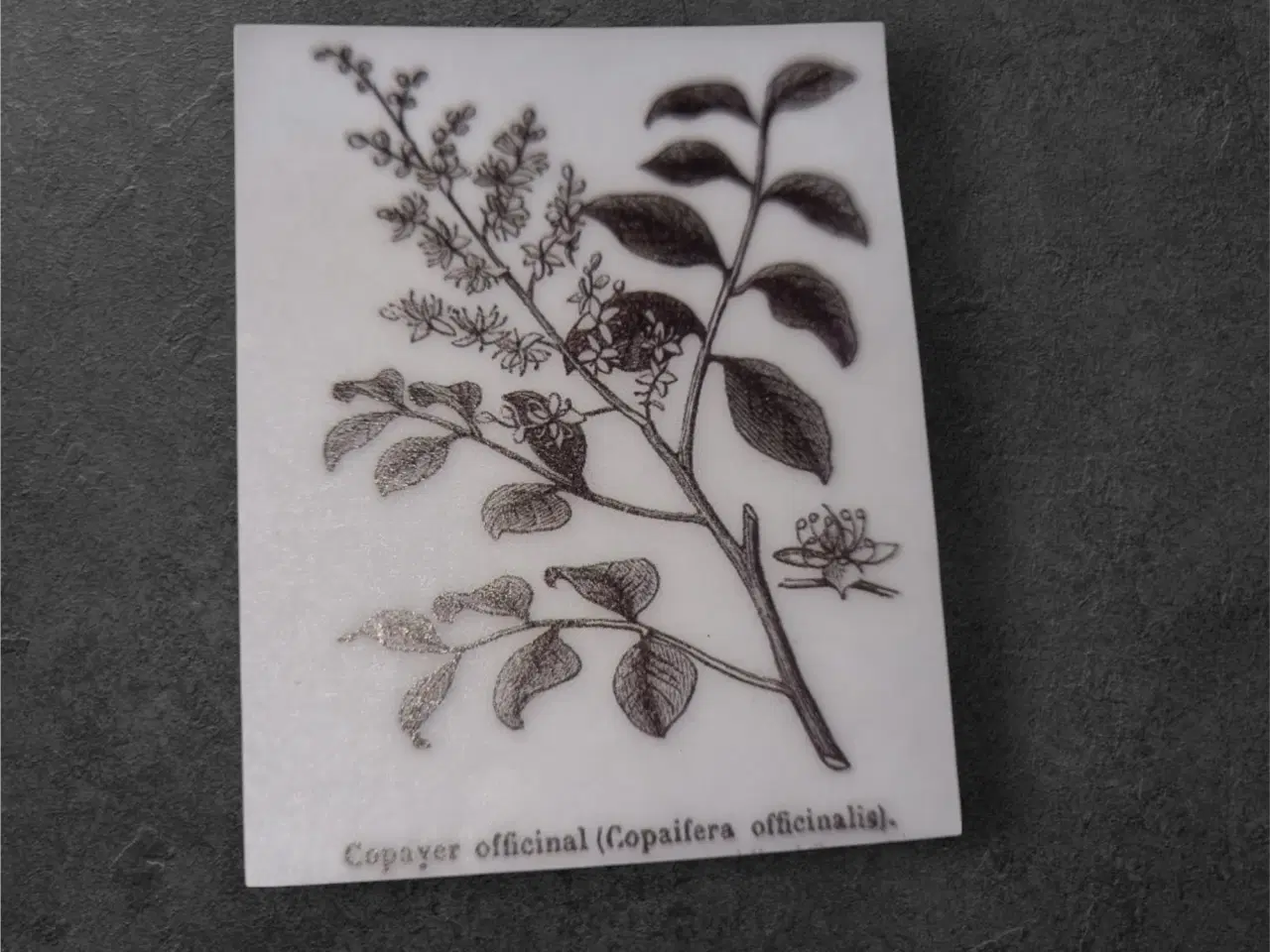 Billede 1 - Unikt papirark med botanisk charme til kreative pr