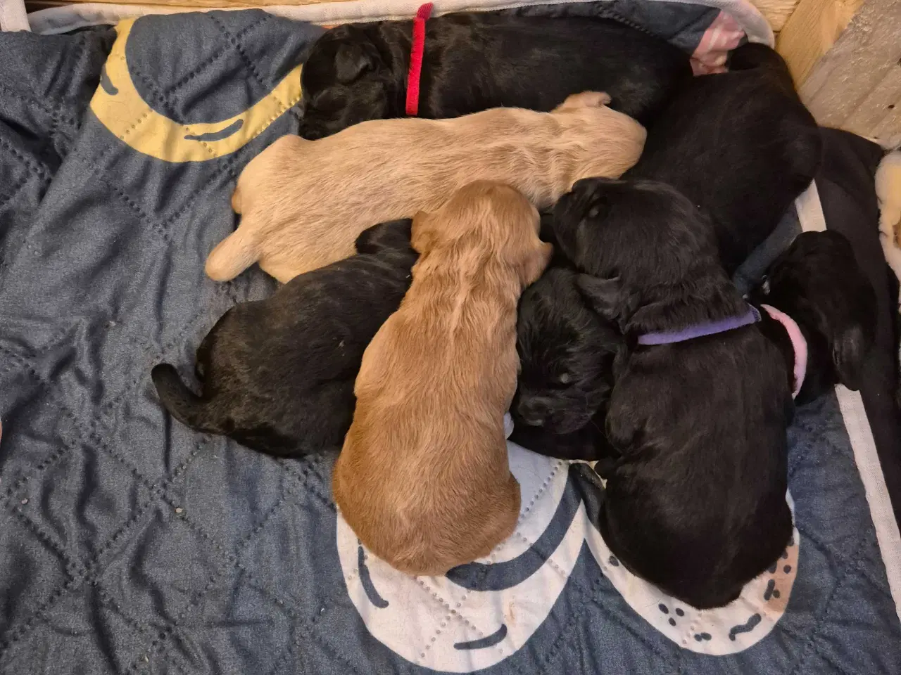 Billede 9 - Mini cockapoo f1B