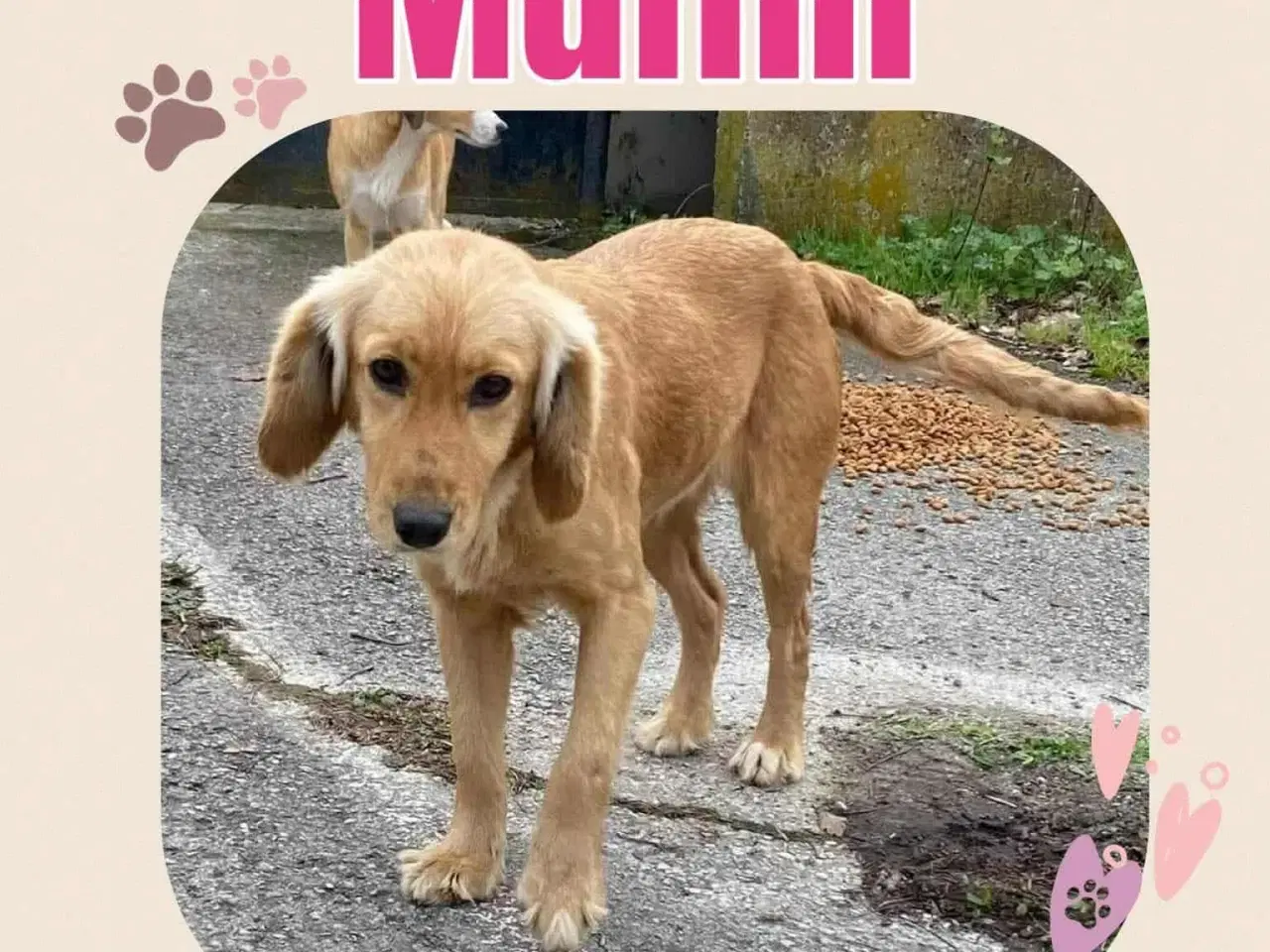 Billede 5 - Muffin søger familie. 