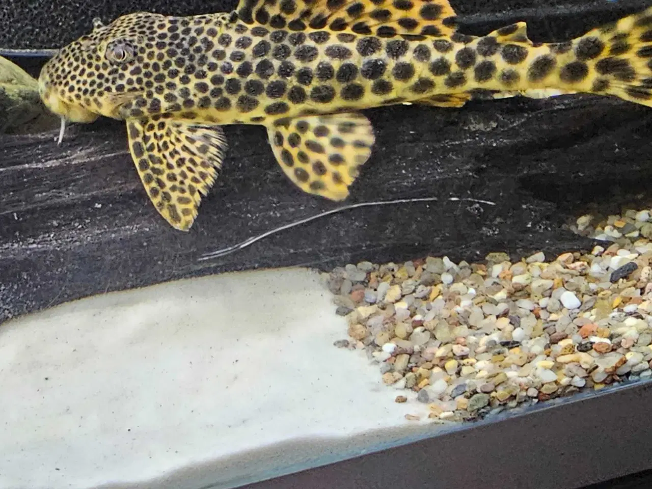 Billede 2 - L75 pleco 2stk 
