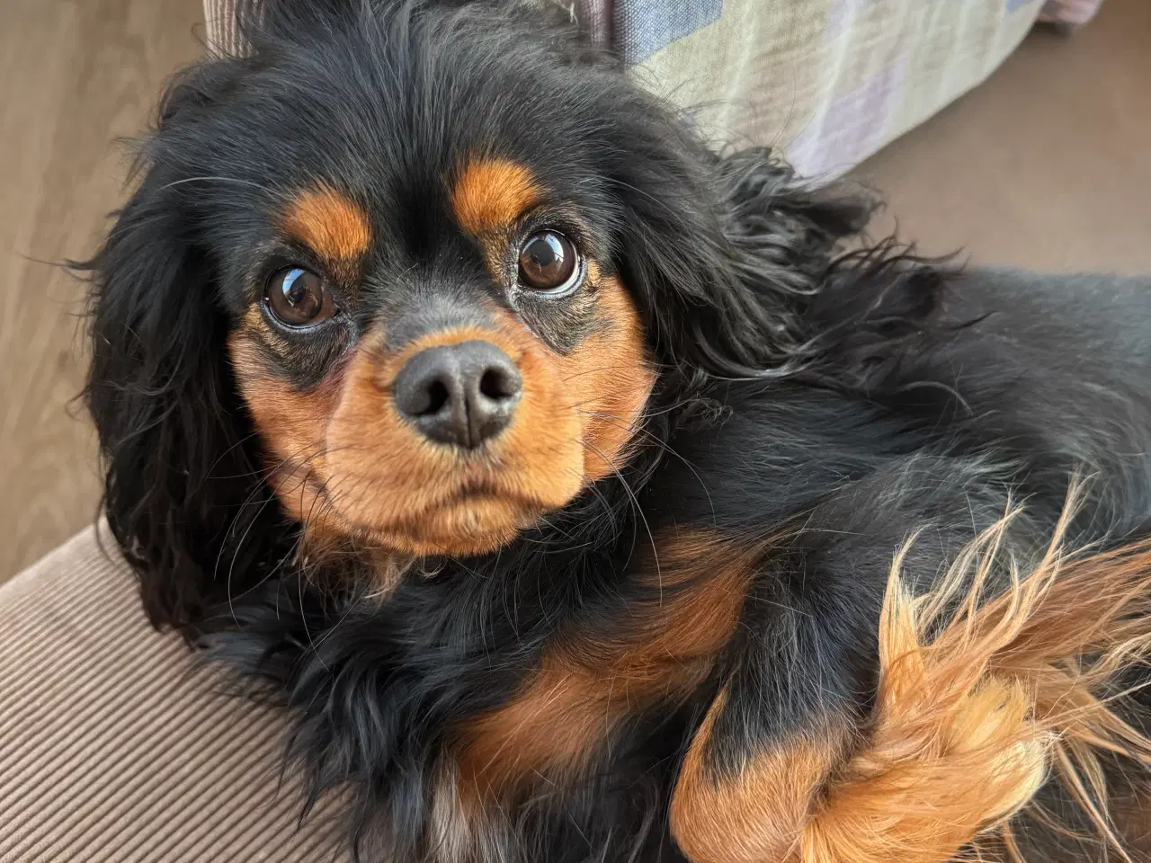 Billede 1 - Cavalier King Charles 