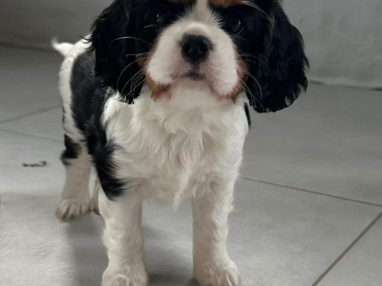 Billede 4 - Cavalier-tæver med DKK-stamtavle.