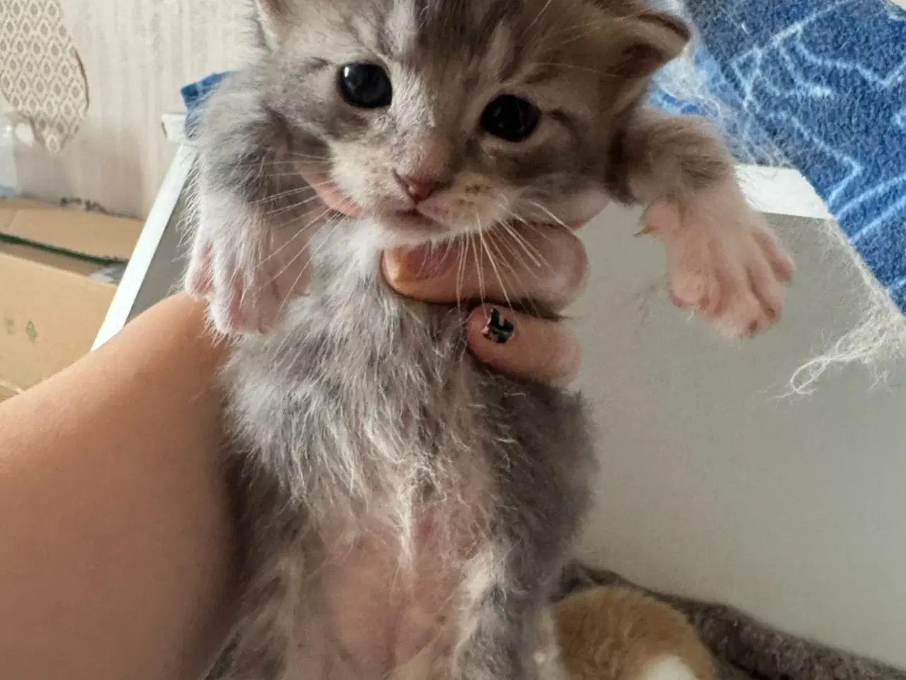 Billede 11 - Maine coon blandings killinger sælges