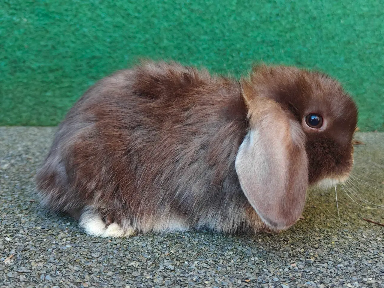 Billede 15 - Minilop