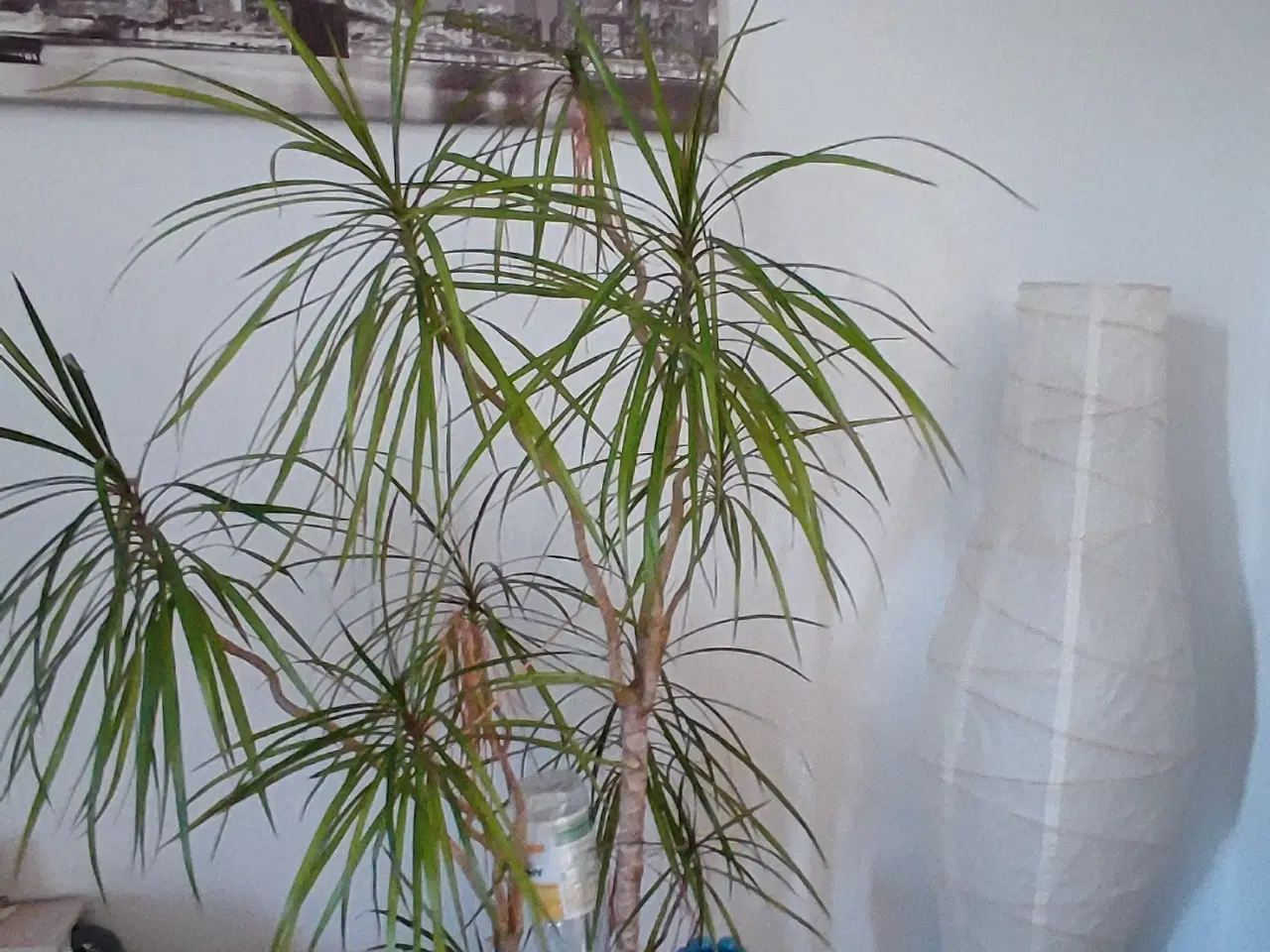 Billede 14 - Dracaena, Stueplante