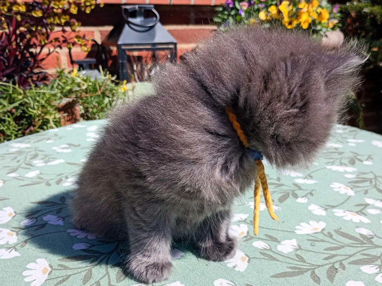 Billede 6 - British Longhair dreng