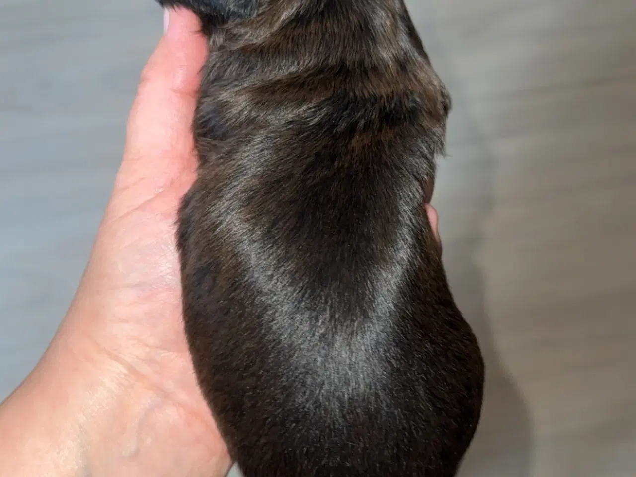Billede 8 - Dejlige familiehund.
