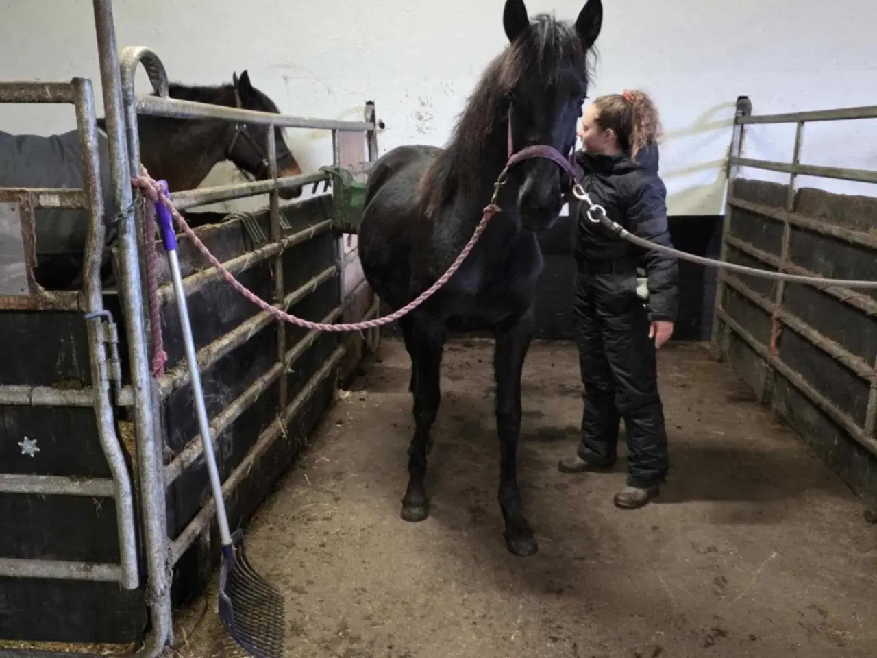 Billede 4 - Friser/spansk blandings hoppeplag