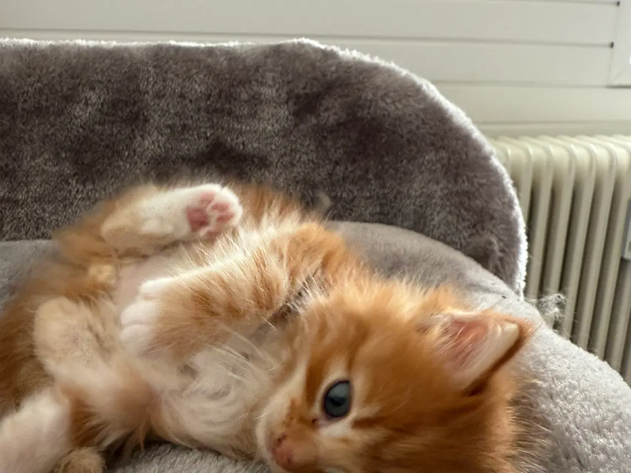 Billede 14 - Maine coon killinger uden tavle