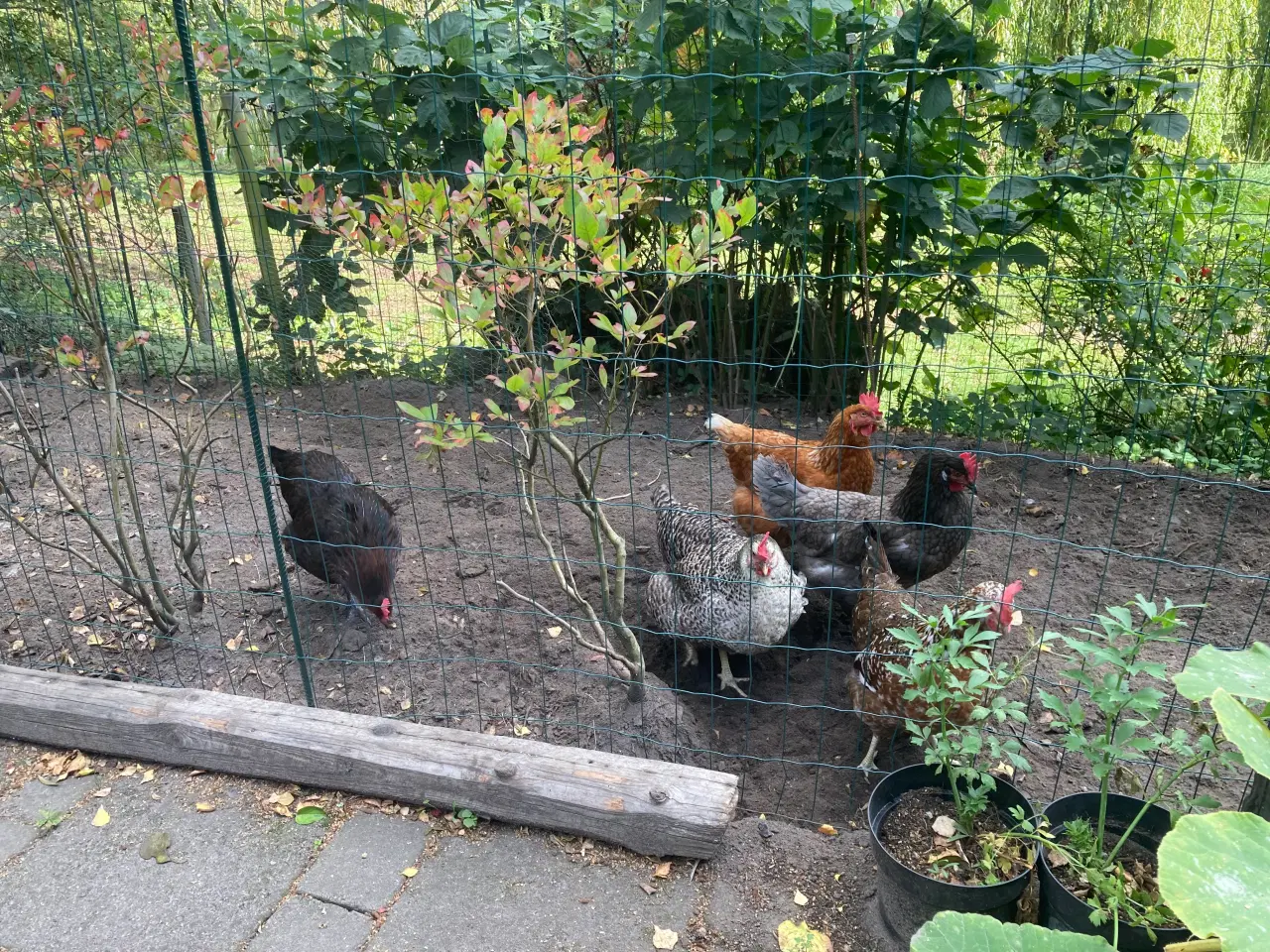 Billede 5 - 5 æglæggende HØNS fra maj 2025 søger nyt hjem 
