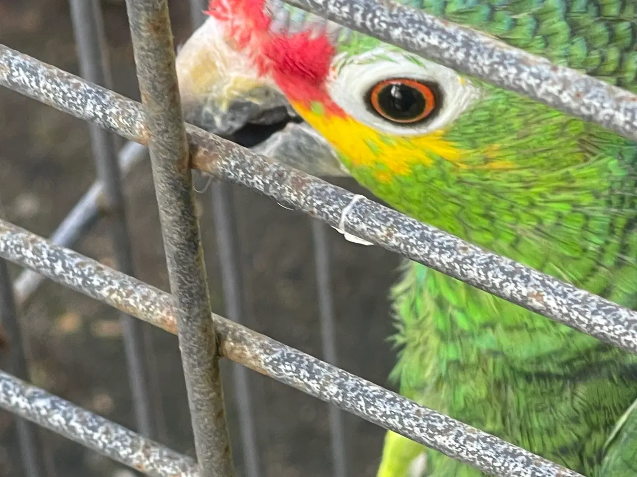 Billede 1 - Gulkindet amacone 1,0