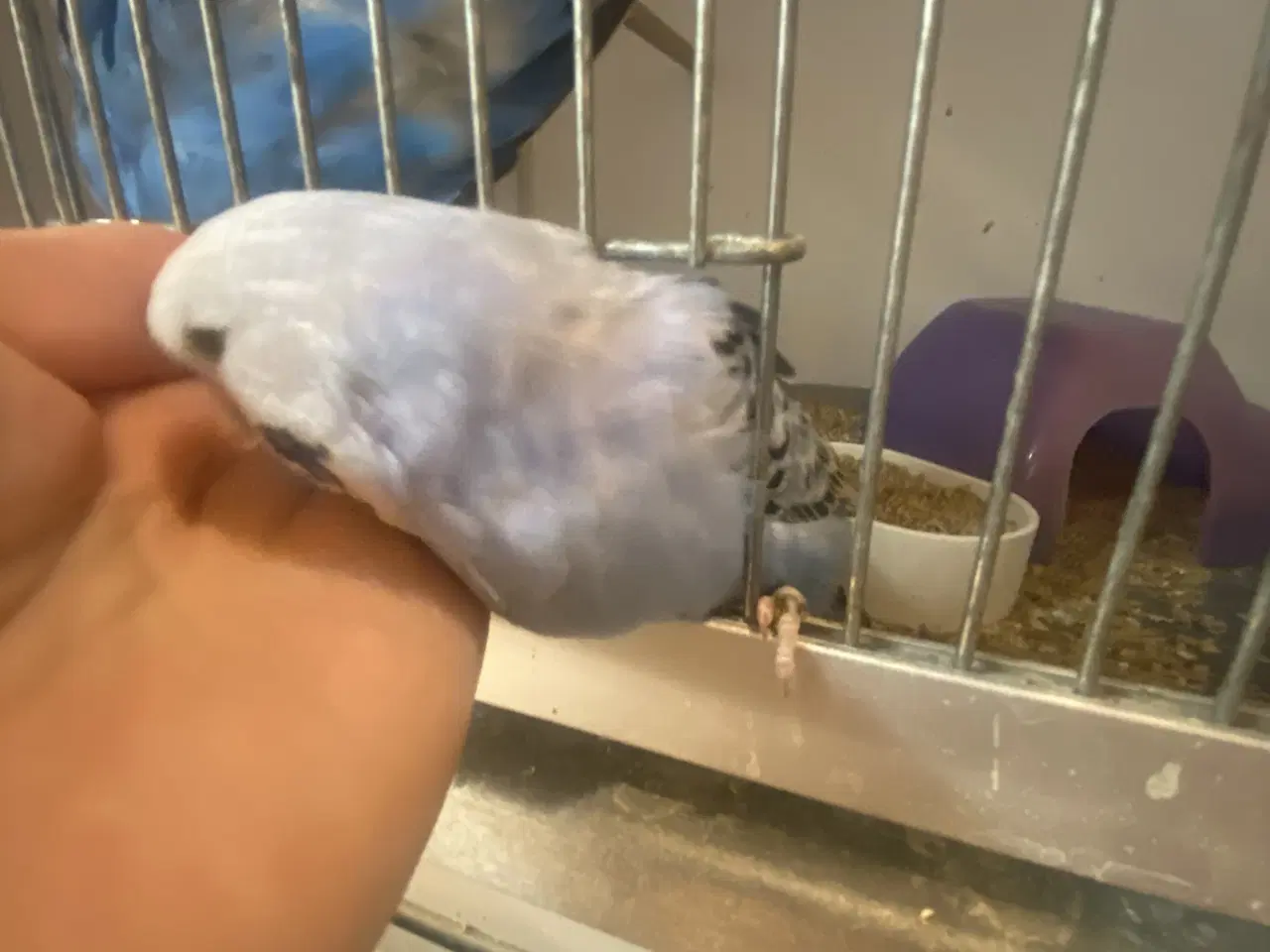 Billede 3 - Sød engelsk hanunge