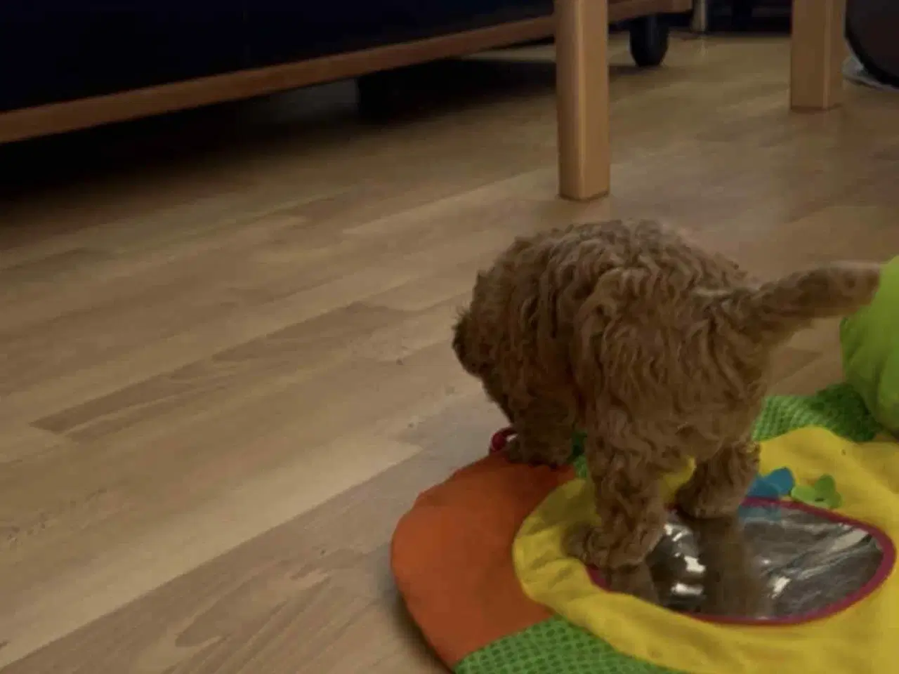 Billede 5 - Labradoodle hvalp - Han