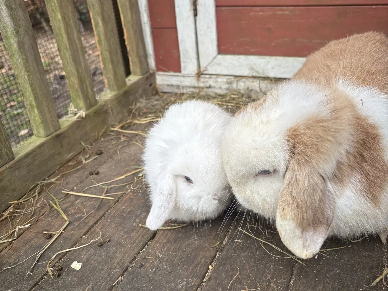 Billede 2 - Minilop kanin unger