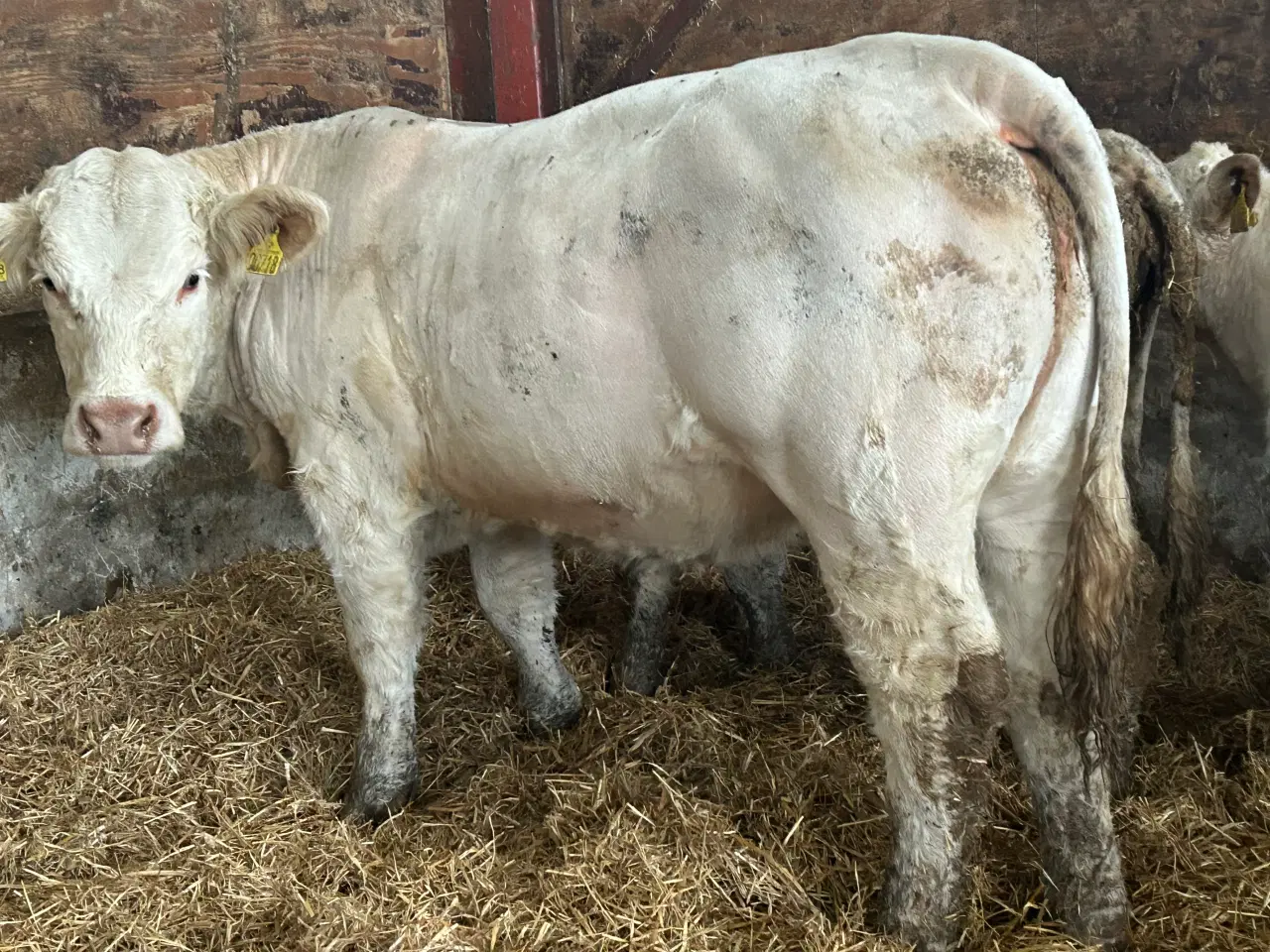 Billede 1 - Charolais kvier