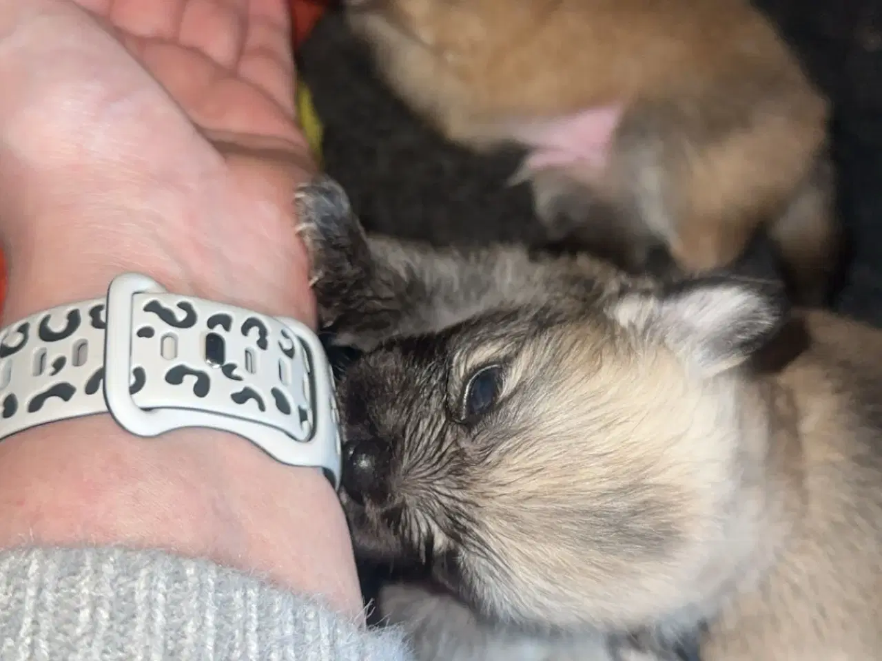 Billede 5 - Pomeranian / Chihuahua