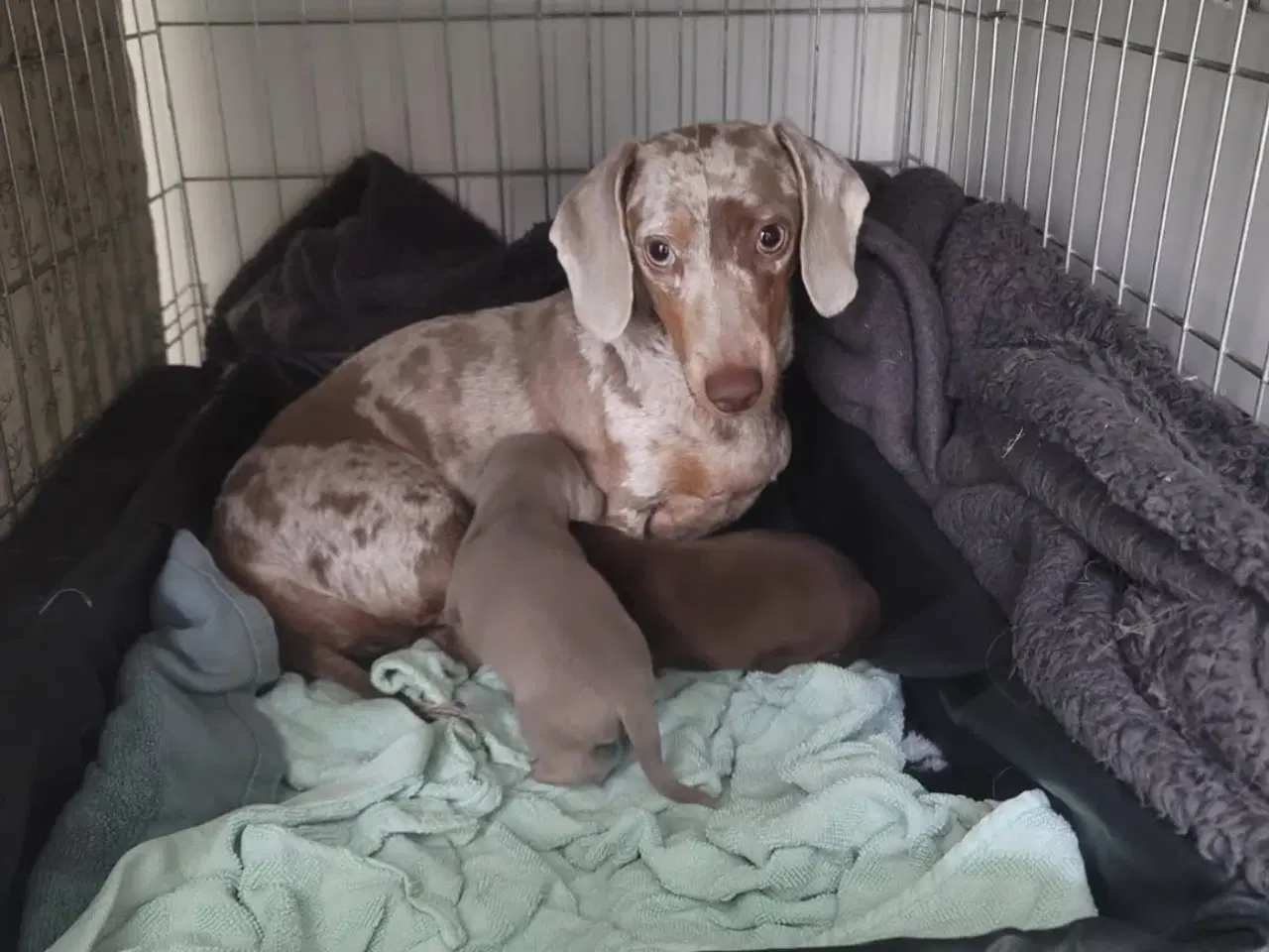 Billede 5 - Chiweenie hvalpe til salg – Chihuahua x gravehound