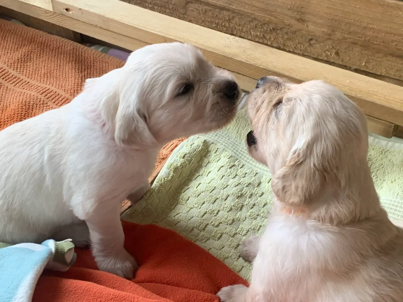 Billede 16 - Skønne gyldne Golden Retriever hvalpe