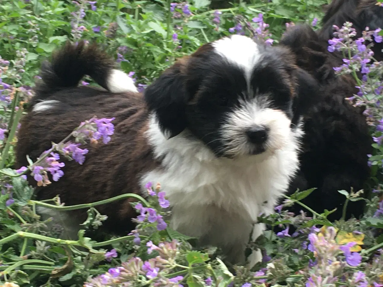 Billede 13 - Avlstjeneste /  Bichon Havanais