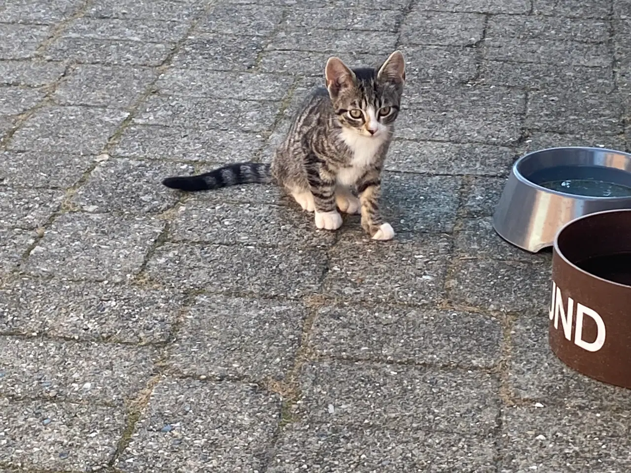 Billede 12 - Søde kattekillinger 