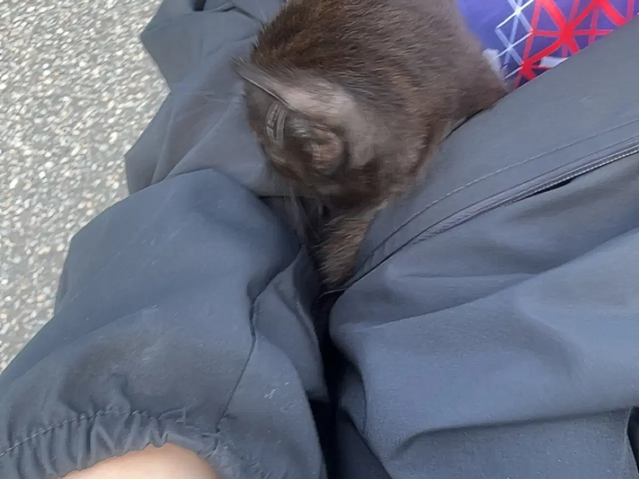 Billede 3 - Jeg skal sælge min kat da jeg ikk kan ha den mere