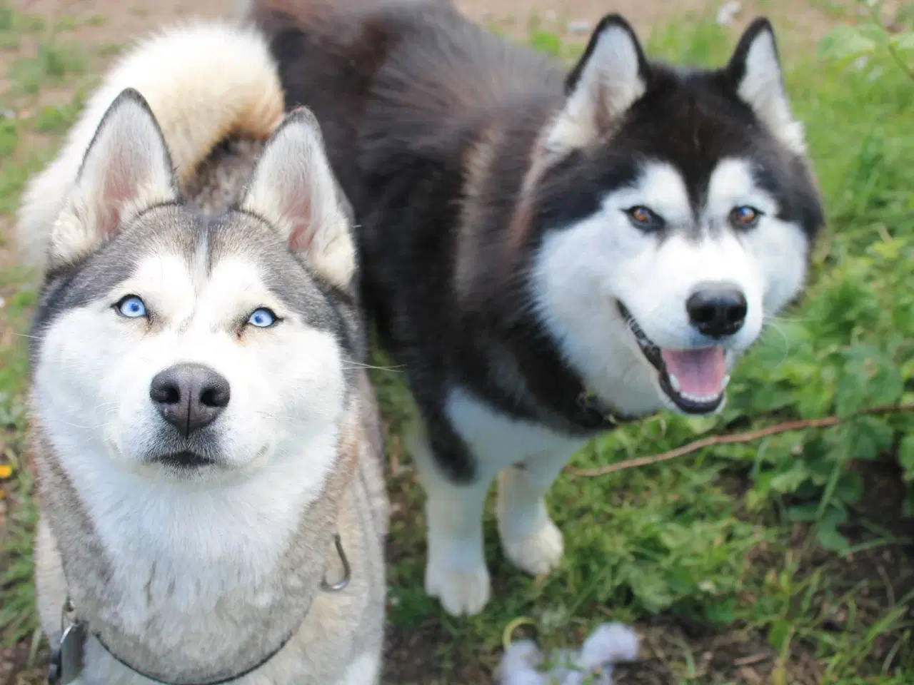 Billede 19 - Din nye husky ven venter på dig
