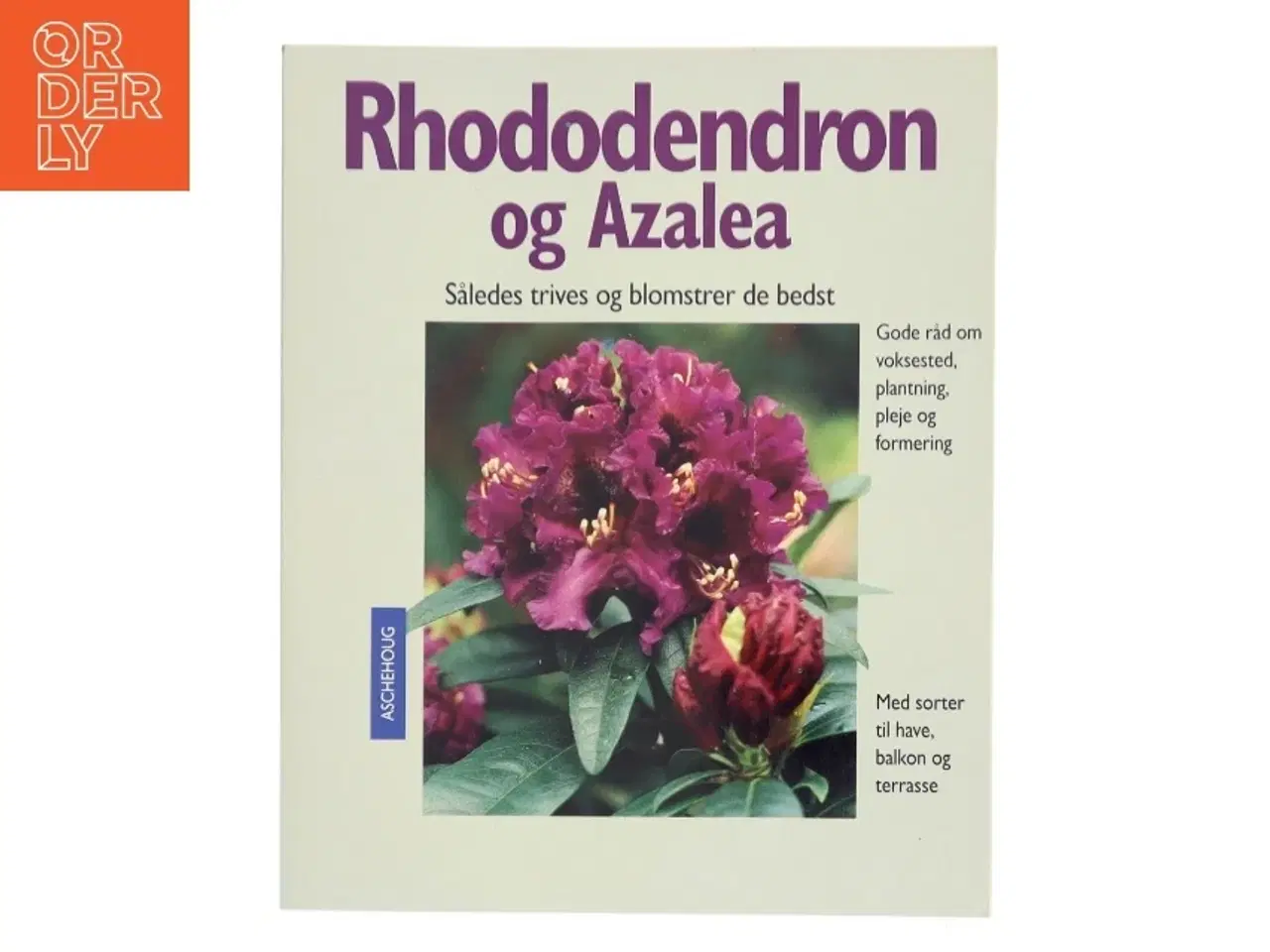 Billede 1 - Rhododendron og azalea : sådan trives og blomstrer de bedst : ekspertråd om voksesteder, plantning, pleje og formering : med sorter til have