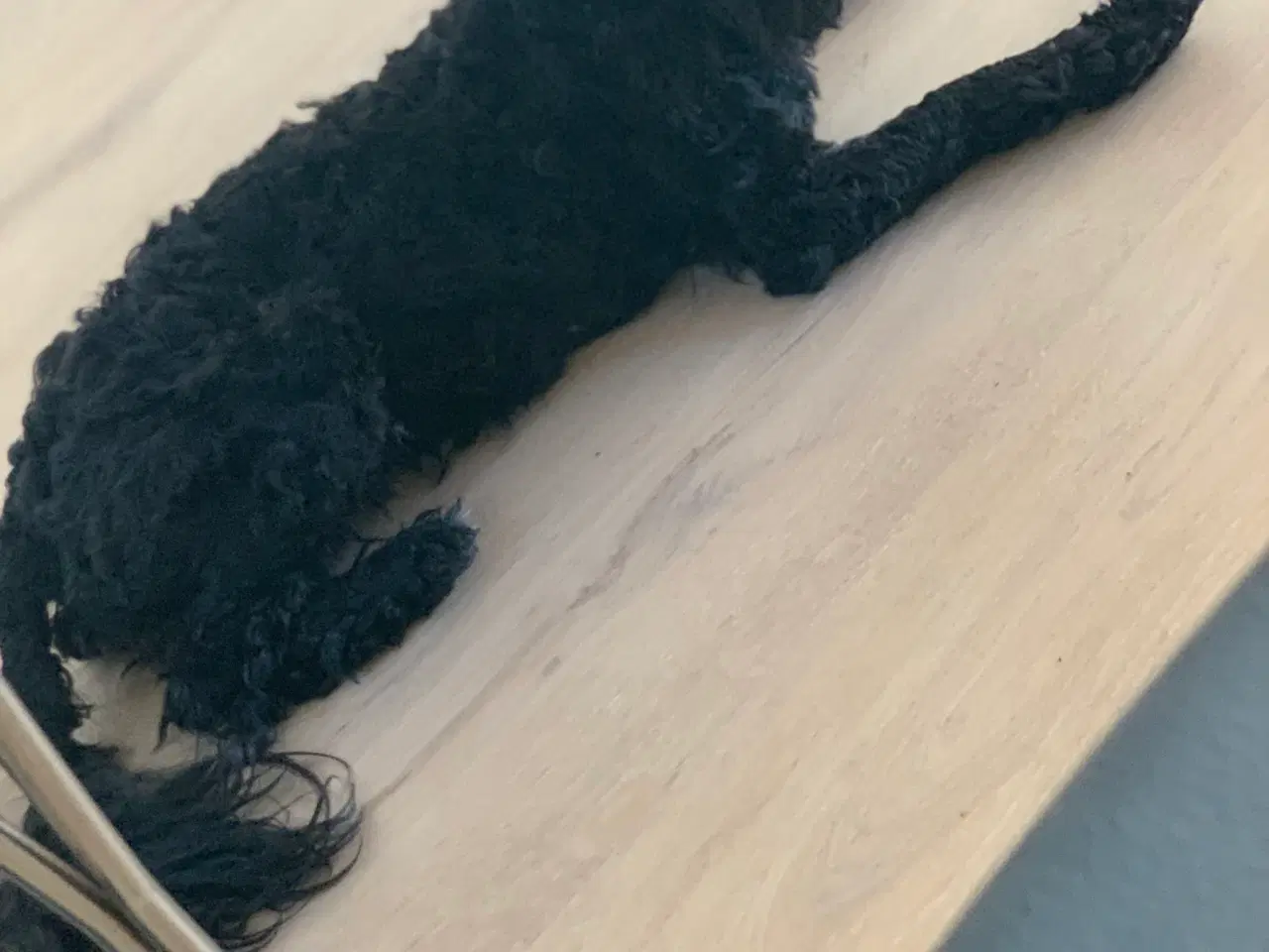 Billede 3 - Cockapoo hvalpe 