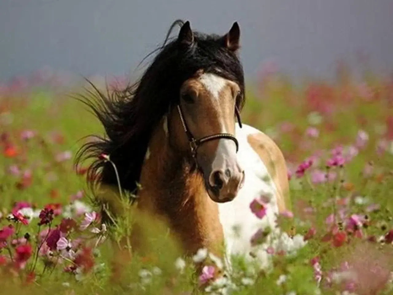 Billede 3 - Forår/sommerprojekt