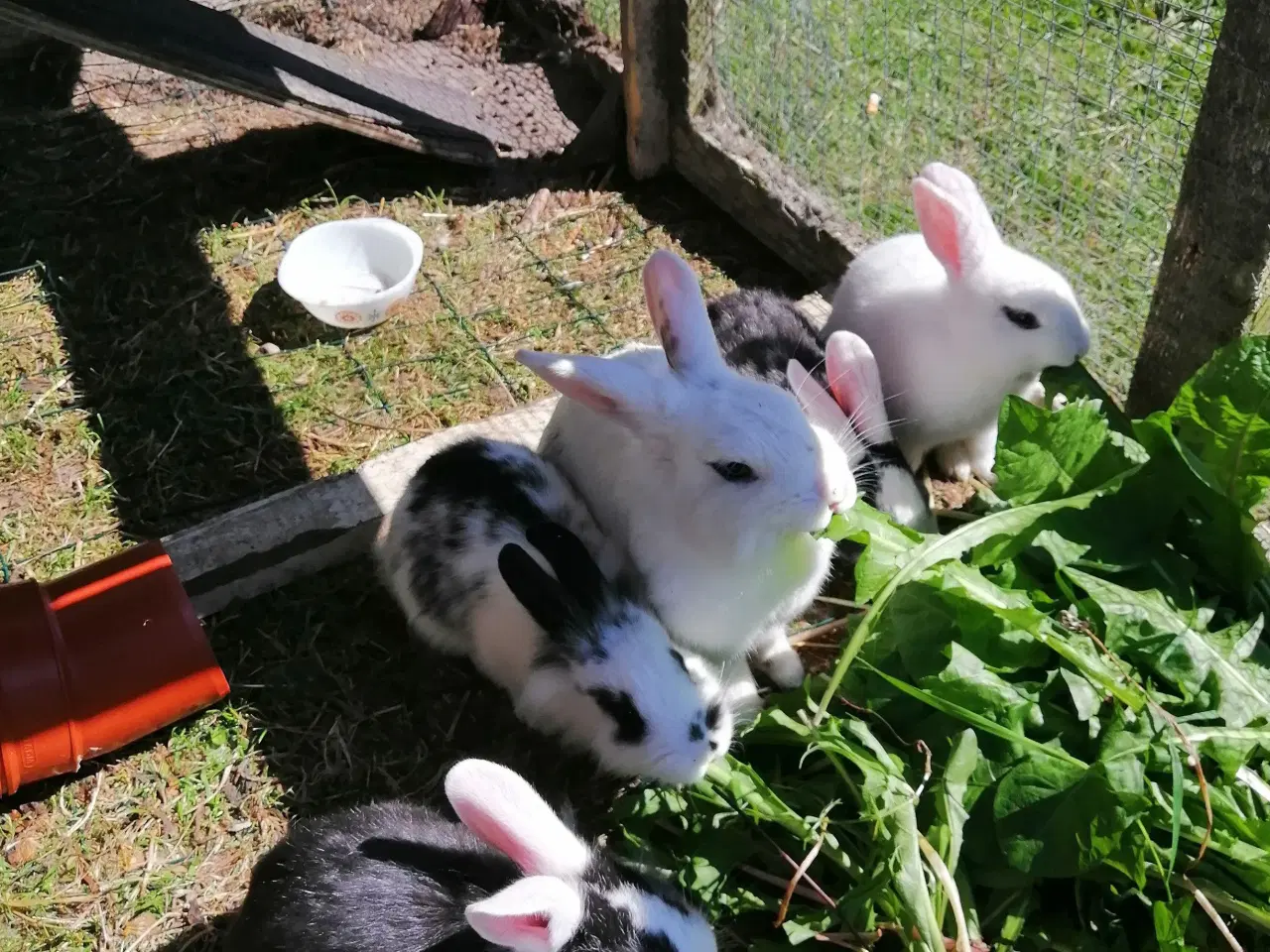 Billede 4 - Kanin unger