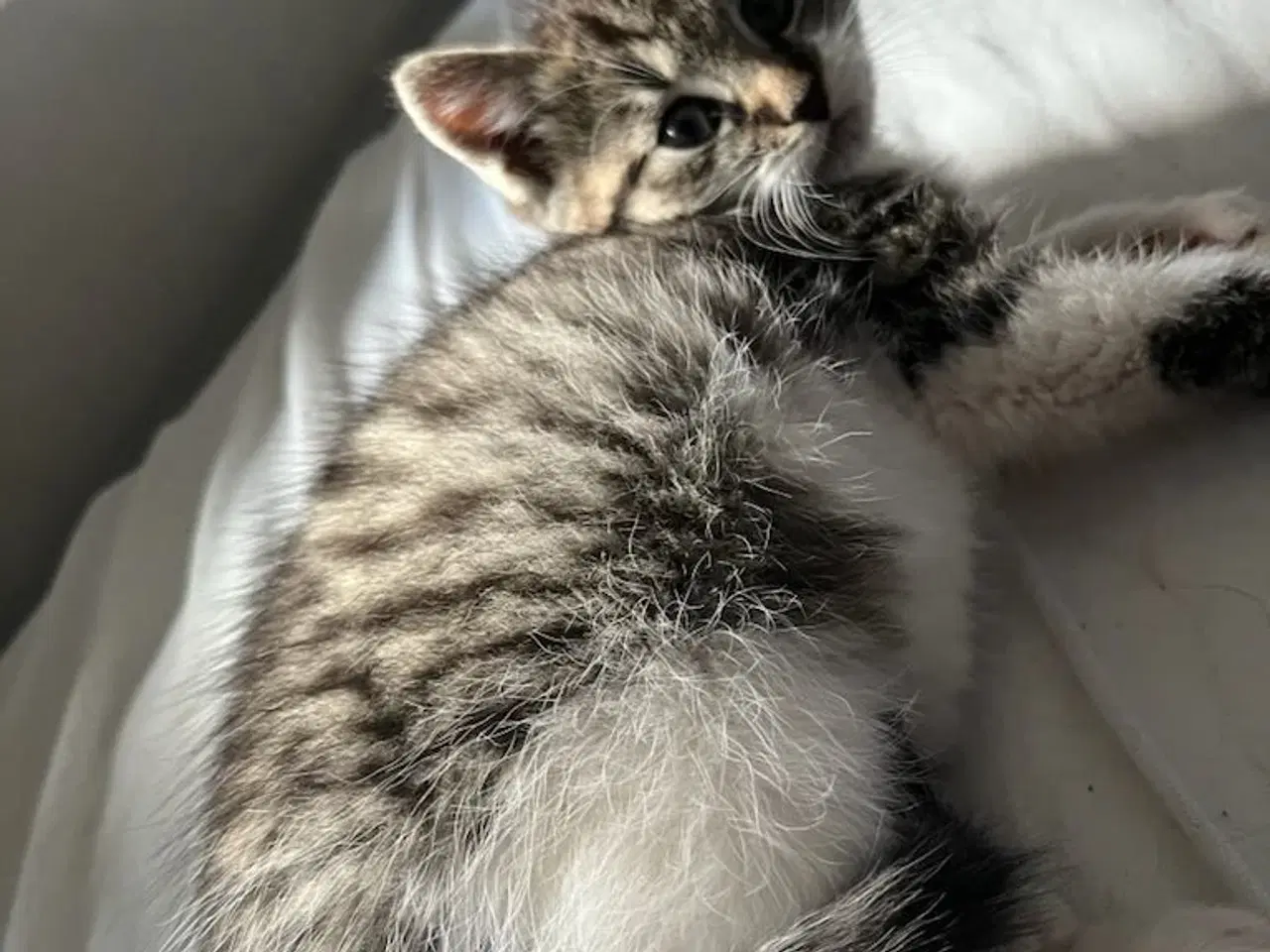 Billede 2 - Søde killinger sælges