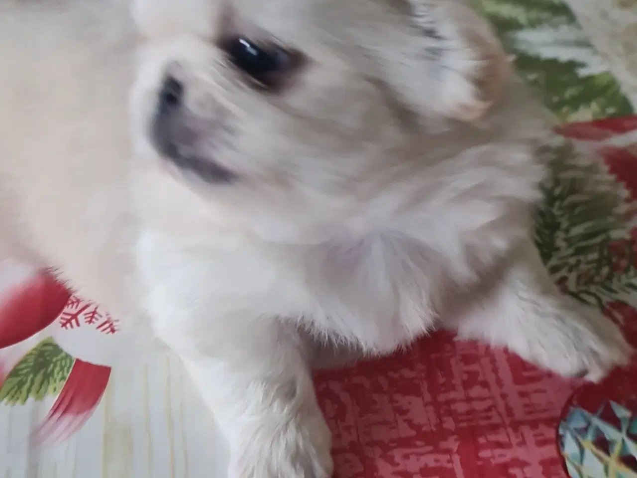 Billede 10 - 2 lækkere drenge