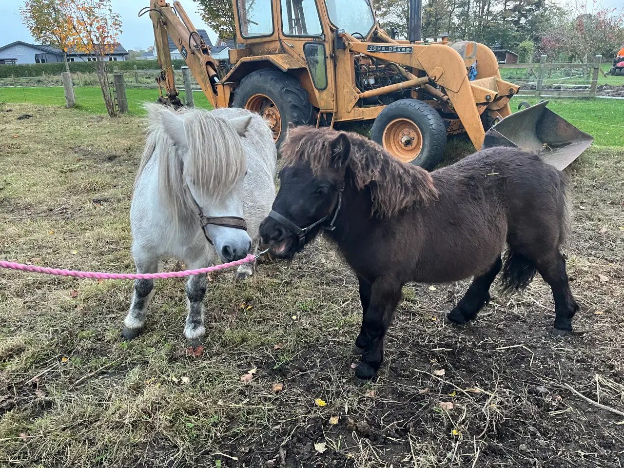 Billede 4 - Hingst - Bailey sælges - fuld stamtavle