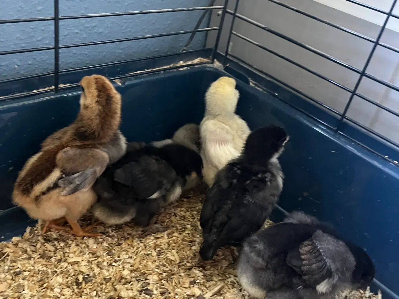 Billede 6 - Kyllinger til salg 